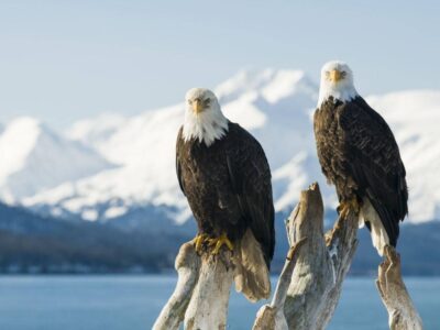 Pharmacy Technicians Anchorage, AK (On-site)