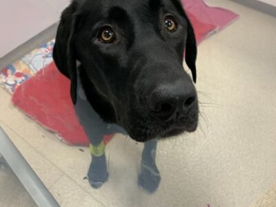 Veterinary Extern - Emergency Anchorage, AK (On-site)