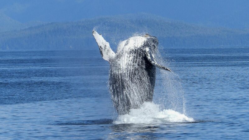 Whale Watching Near Anchorage Alaska